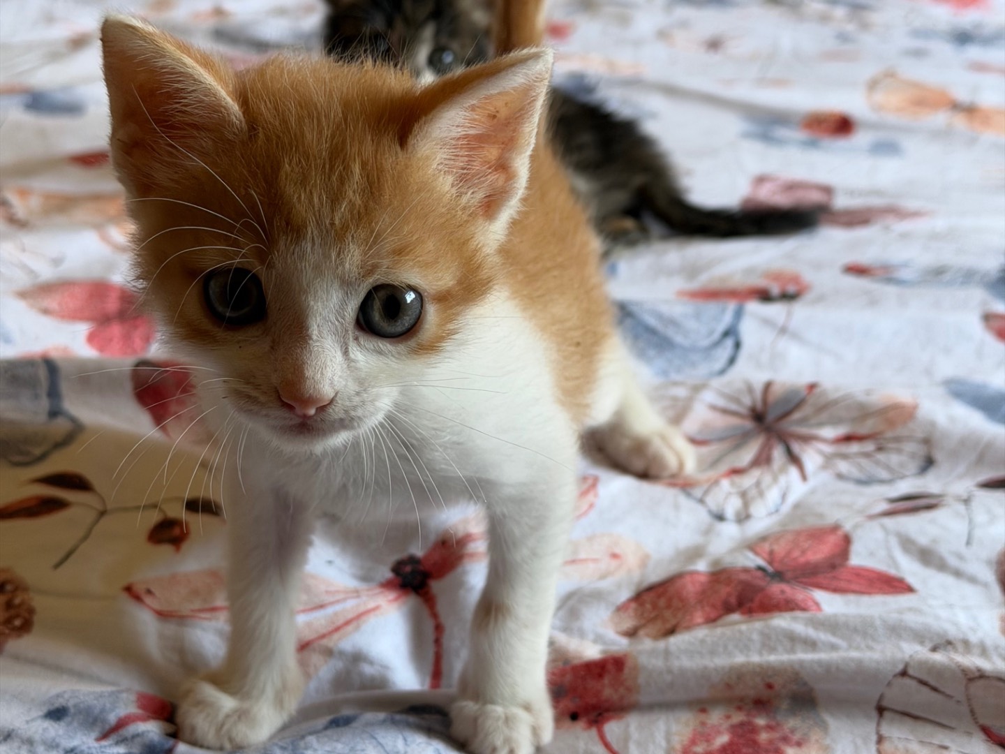Adozione gatto, femmina, Razza sconosciuta Razza sconosciuta, 2 mesi, taglia non valida, Latina