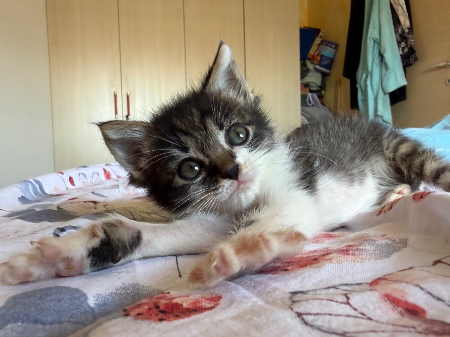 Adotta un gatto, femmina, 2 mesi, Latina