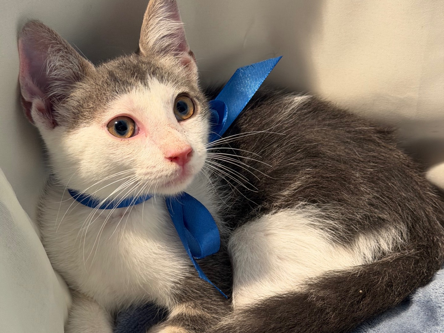 Adozione gatto, maschio, Razza sconosciuta Razza sconosciuta, 3 mesi, taglia non valida, Latina