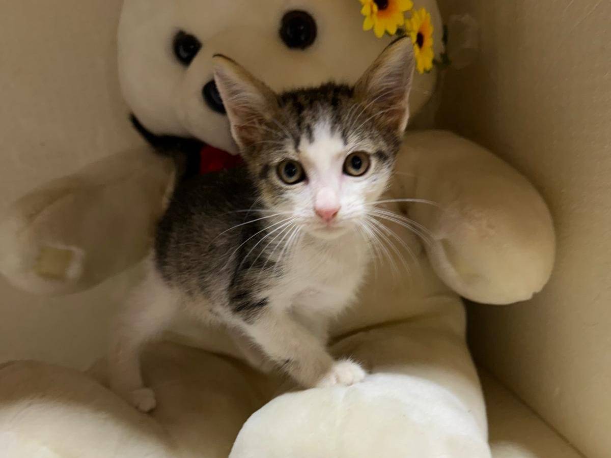 Adozione gatto, maschio, Razza sconosciuta Razza sconosciuta, 2 mesi, taglia non valida, Latina