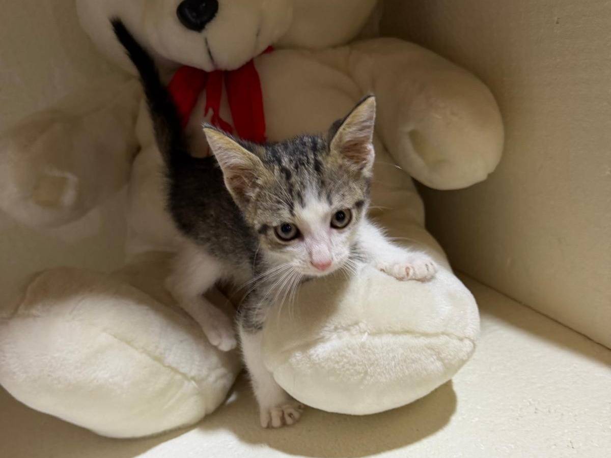Adotta un gatto, maschio, 2 mesi, Latina