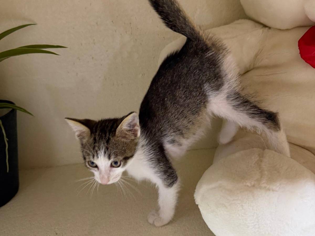 Adotta un gatto, taglia non valida, maschio, Latina