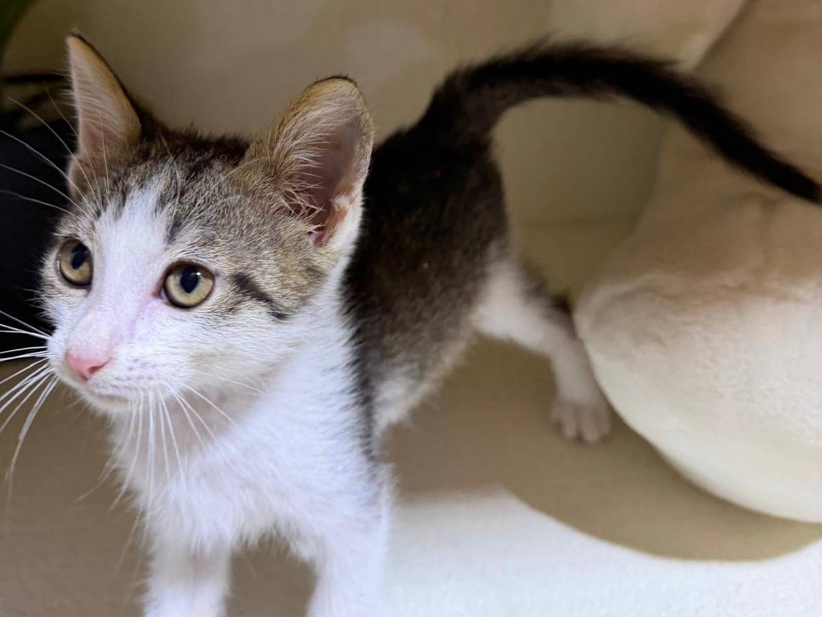 Adotta il gatto FIORELLO a Latina