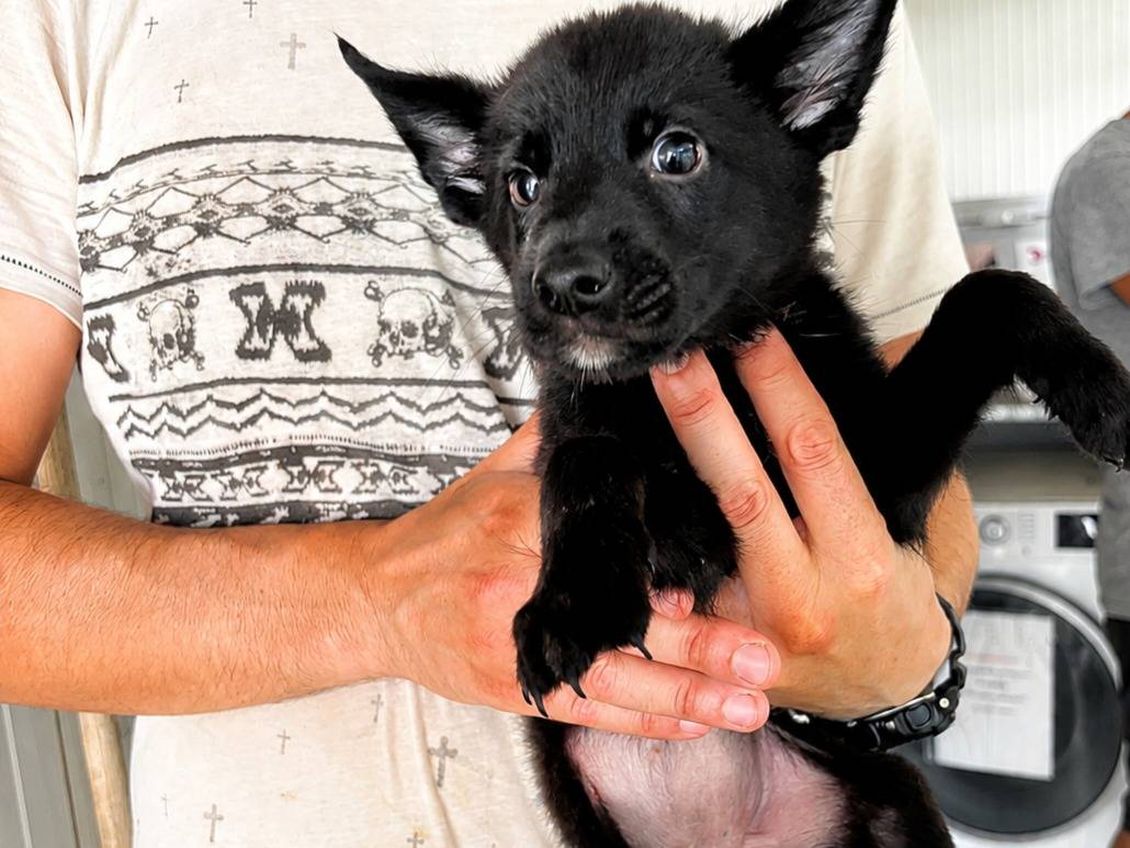 Adotta un cane, femmina, 2 mesi, Latina