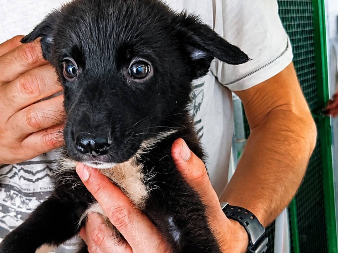 Adotta un cane, taglia media contenuta, femmina, Latina