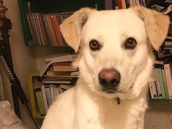 Adotta un cane, maschio, 4 anni e 7 mesi, Milano