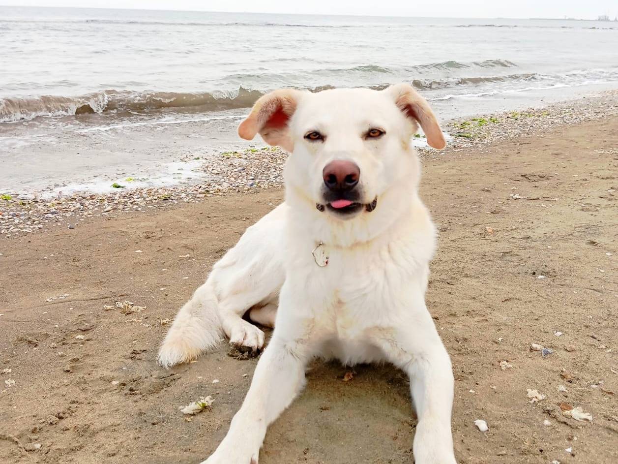 Adotta un cane, taglia media, maschio, Milano