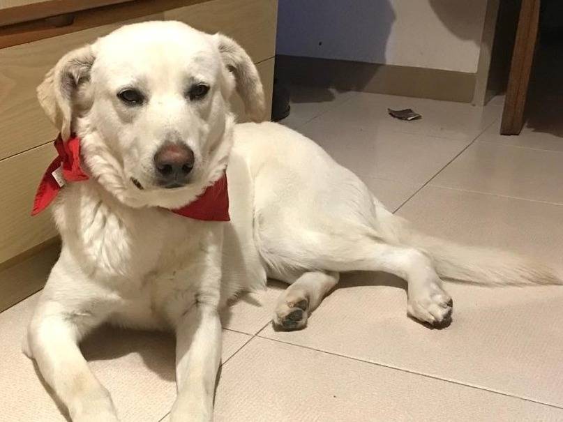 Vuoi adottare un cane a Milano?