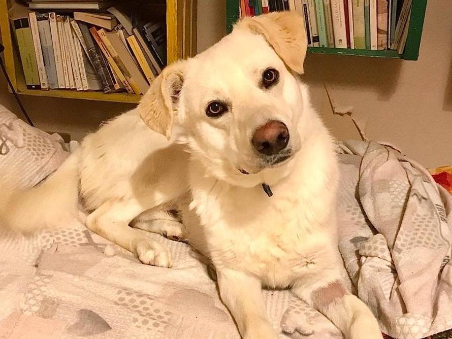 Adotta il cane Orio a Milano