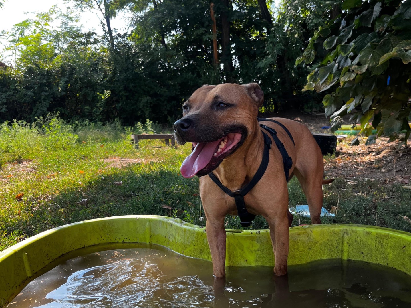 Vuoi adottare un cane a Pavia?
