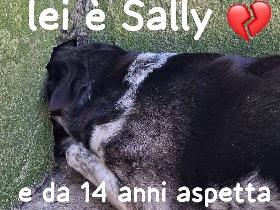 Adozione cane, femmina, Razza sconosciuta Razza sconosciuta, 14 anni e 2 mesi, taglia media, Belluno