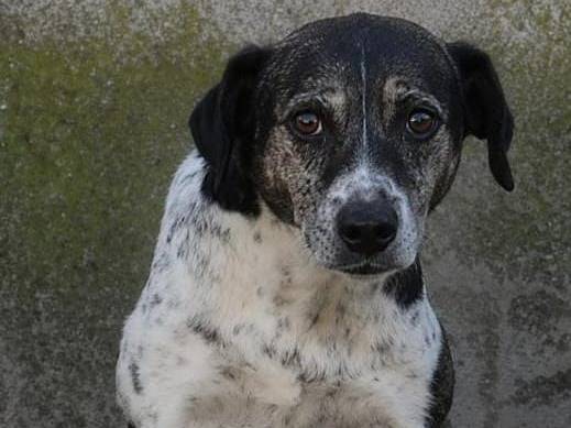 Adotta un cane, femmina, 14 anni e 2 mesi, Belluno