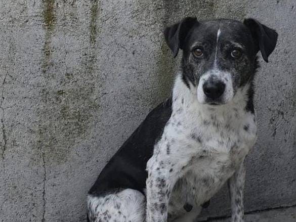 Adotta un cane, taglia media, femmina, Belluno