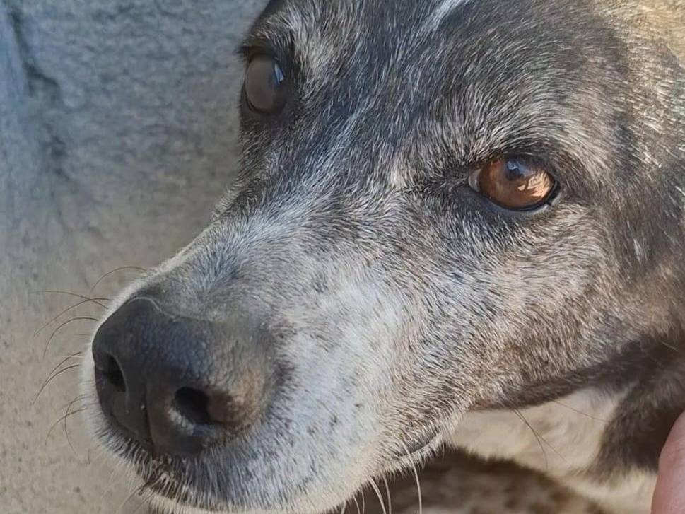 Vuoi adottare un cane a Belluno?