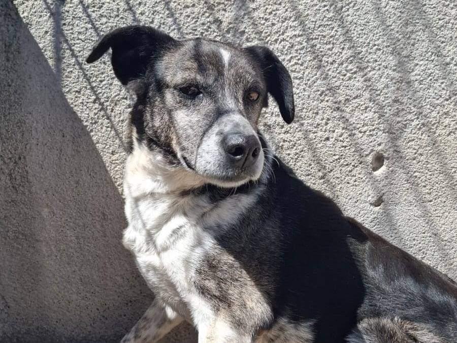 Adotta il cane Sally a Belluno