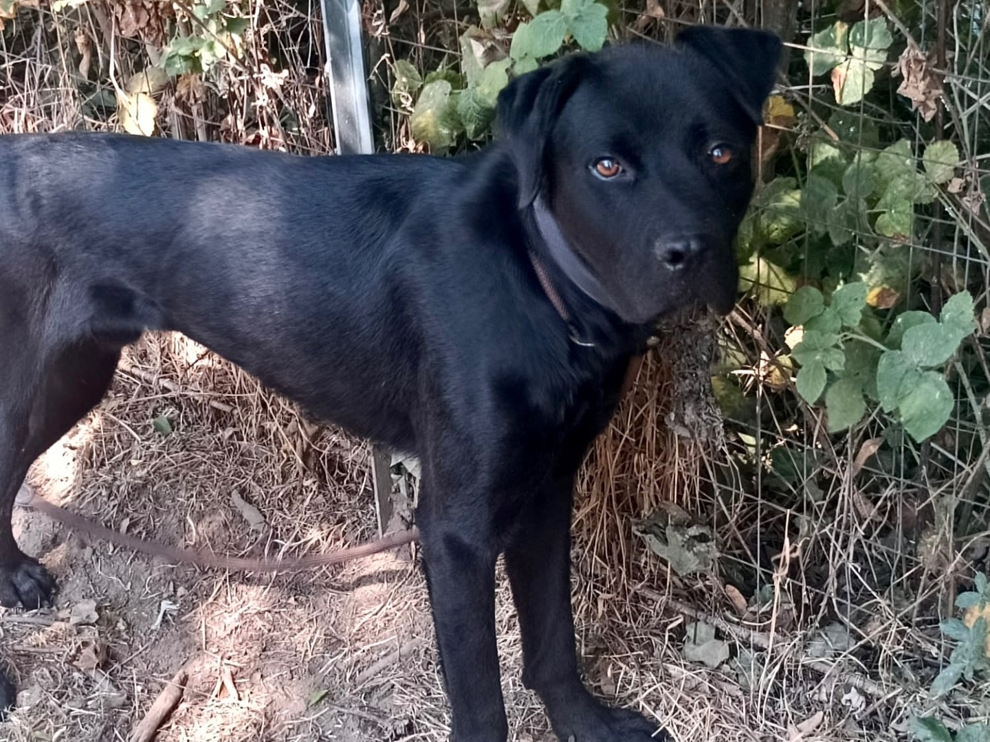 Adozione cane, maschio, Corso Razza sconosciuta, 2 anni e 8 mesi, taglia media, Pavia