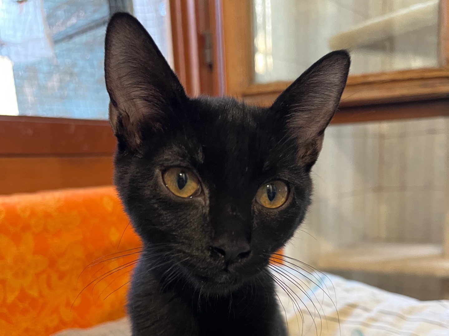 Vuoi adottare un gatto a Padova?
