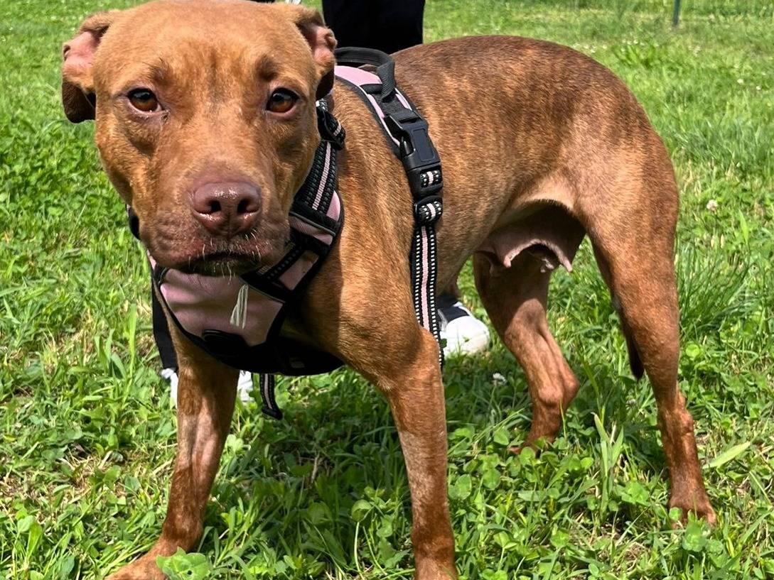 Adozione cane, femmina, Razza sconosciuta Razza sconosciuta, 1 anno e 10 mesi, taglia media, Milano