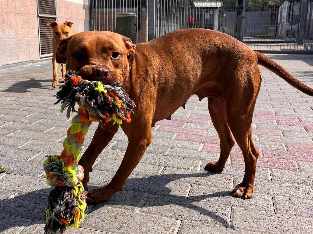 Adotta un cane, femmina, 1 anno e 10 mesi, Milano