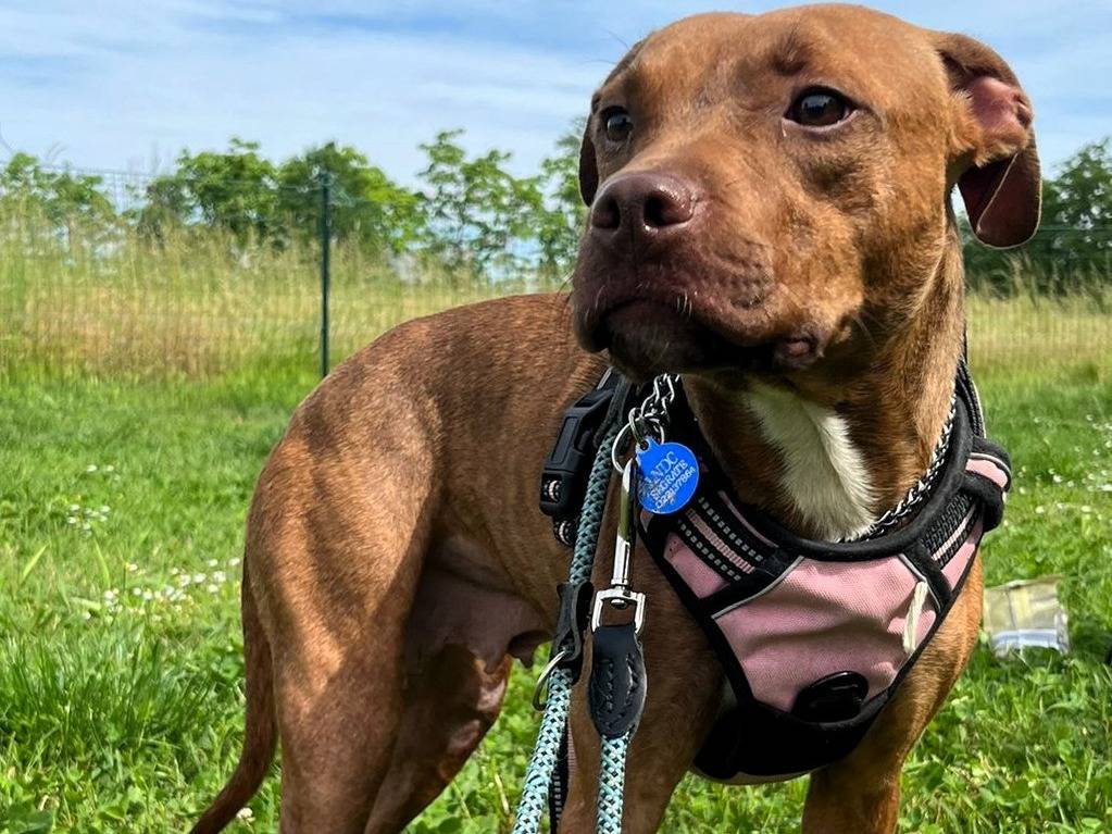 Adotta un cane, taglia media, femmina, Milano