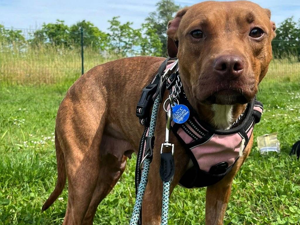 Vuoi adottare un cane a Milano?