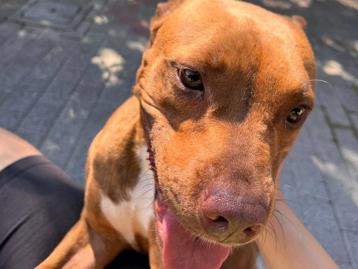 Adotta il cane ALMA a Milano