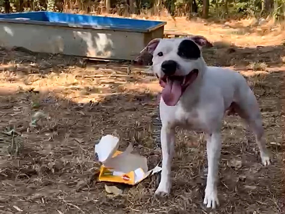Adozione cane, maschio, American Staffordshire Terrier Amstaff, 5 anni e 8 mesi, taglia media, Pavia
