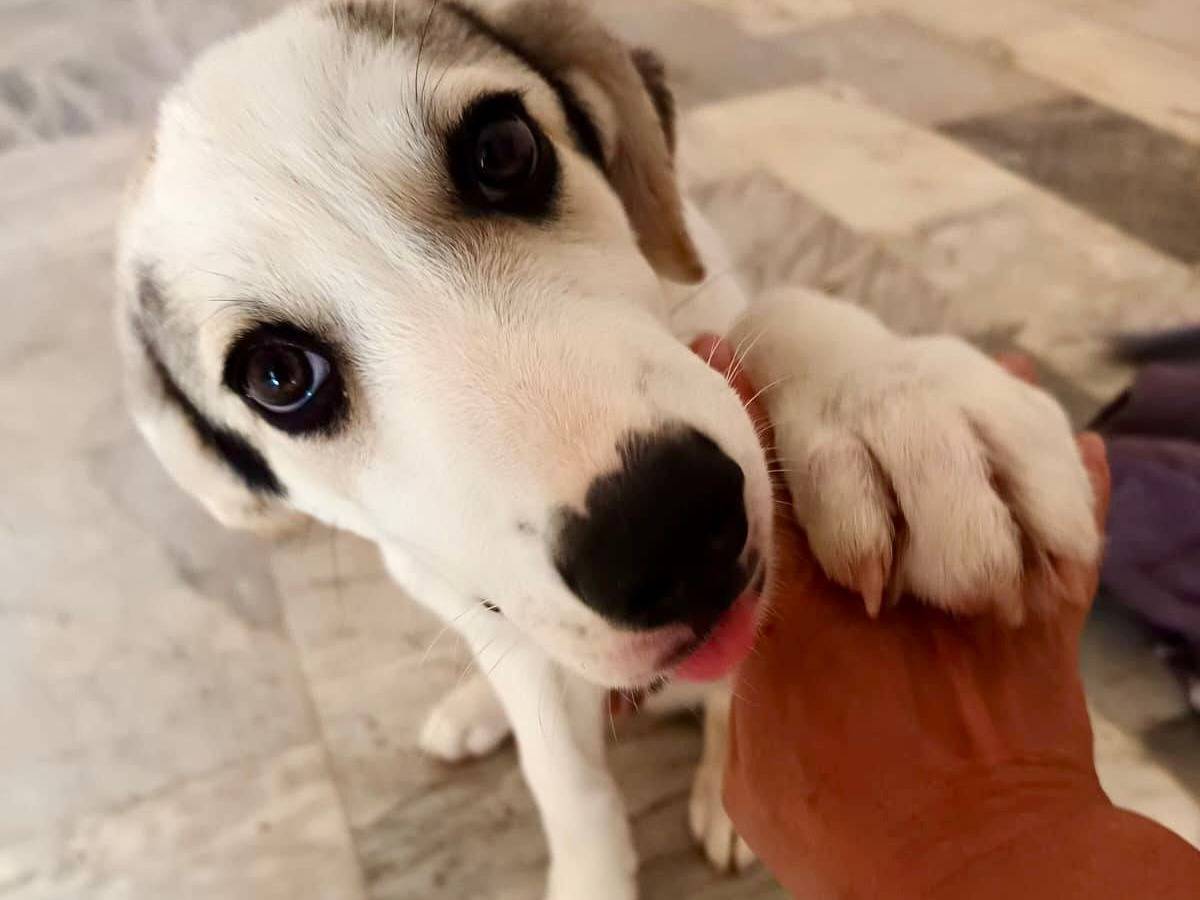 Adozione cane, maschio, Razza sconosciuta Razza sconosciuta, 3 mesi, taglia grande, Avellino