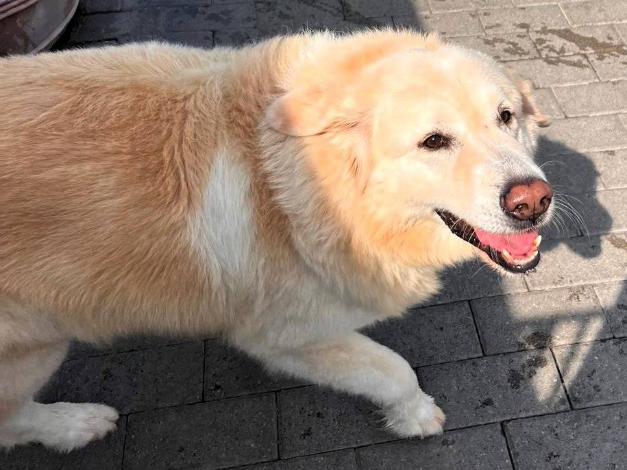 Adozione cane, maschio, Razza sconosciuta Razza sconosciuta, 7 anni e 8 mesi, taglia grande, Milano