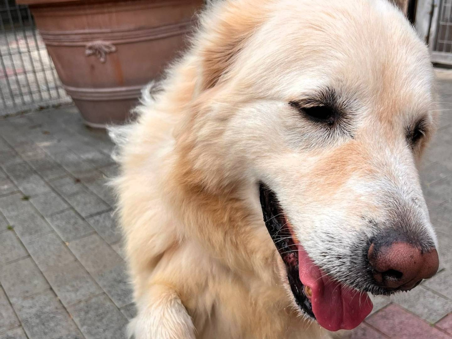 Adotta un cane, maschio, 7 anni e 8 mesi, Milano