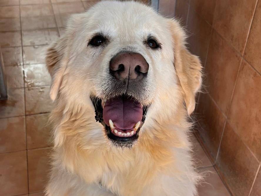 Adotta un cane, taglia grande, maschio, Milano