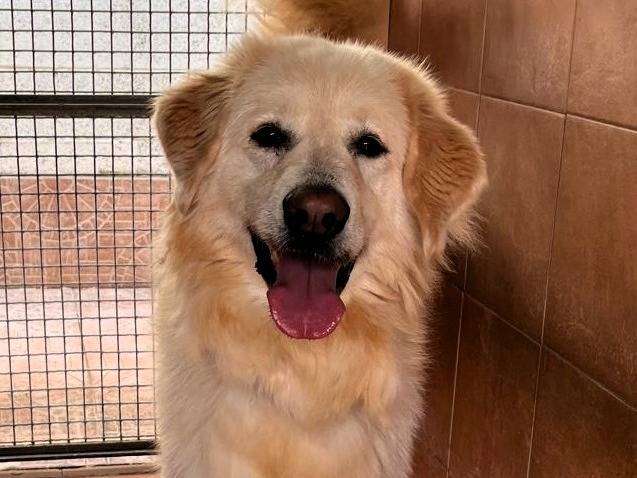 Vuoi adottare un cane a Milano?