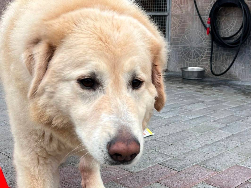 Adotta il cane SALOMONE a Milano