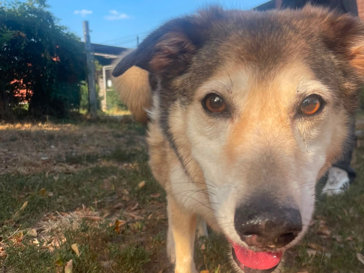 Adozione cane, maschio, Razza sconosciuta Razza sconosciuta, 7 anni e 8 mesi, taglia media, Pavia