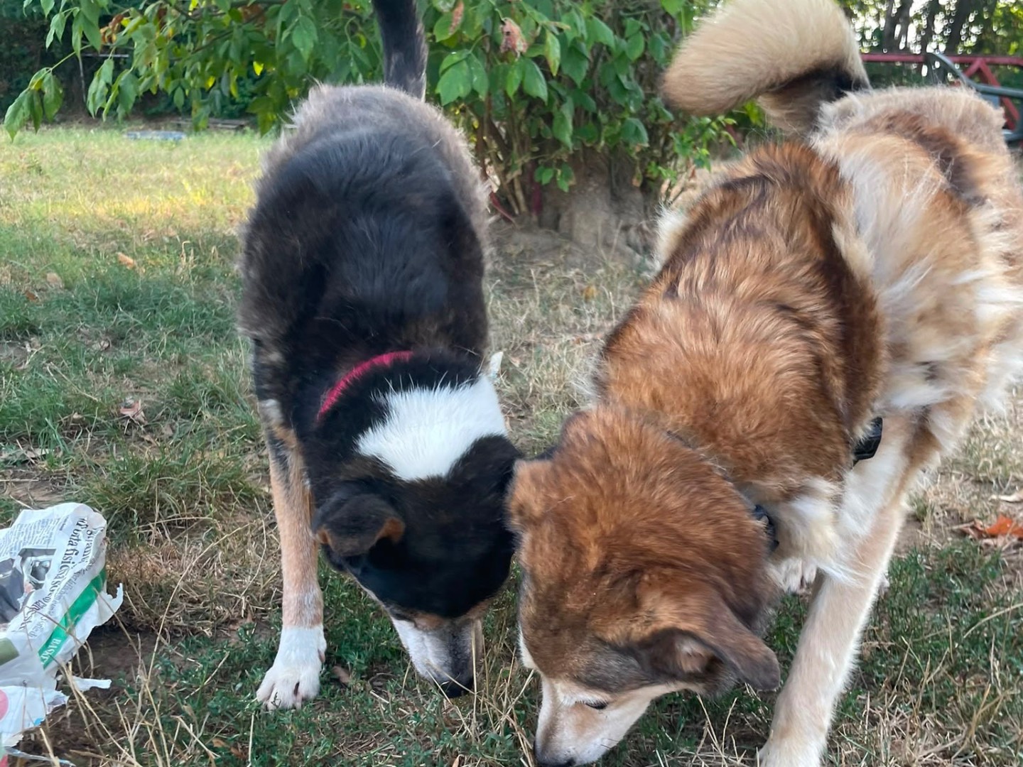 Adotta un cane, maschio, 7 anni e 8 mesi, Pavia
