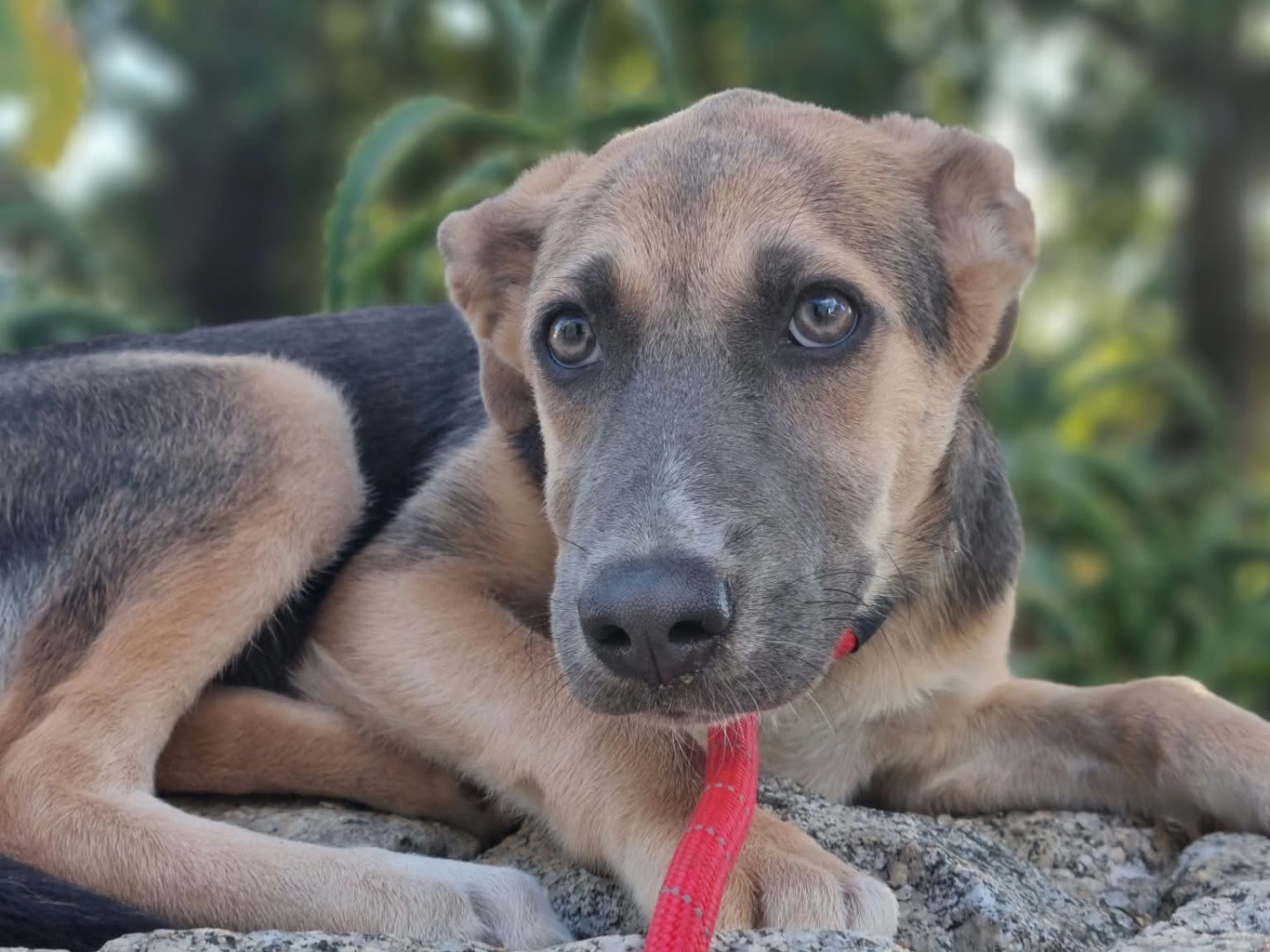 Adozione cane, femmina, Razza sconosciuta Razza sconosciuta, 4 mesi, taglia media, Vibo