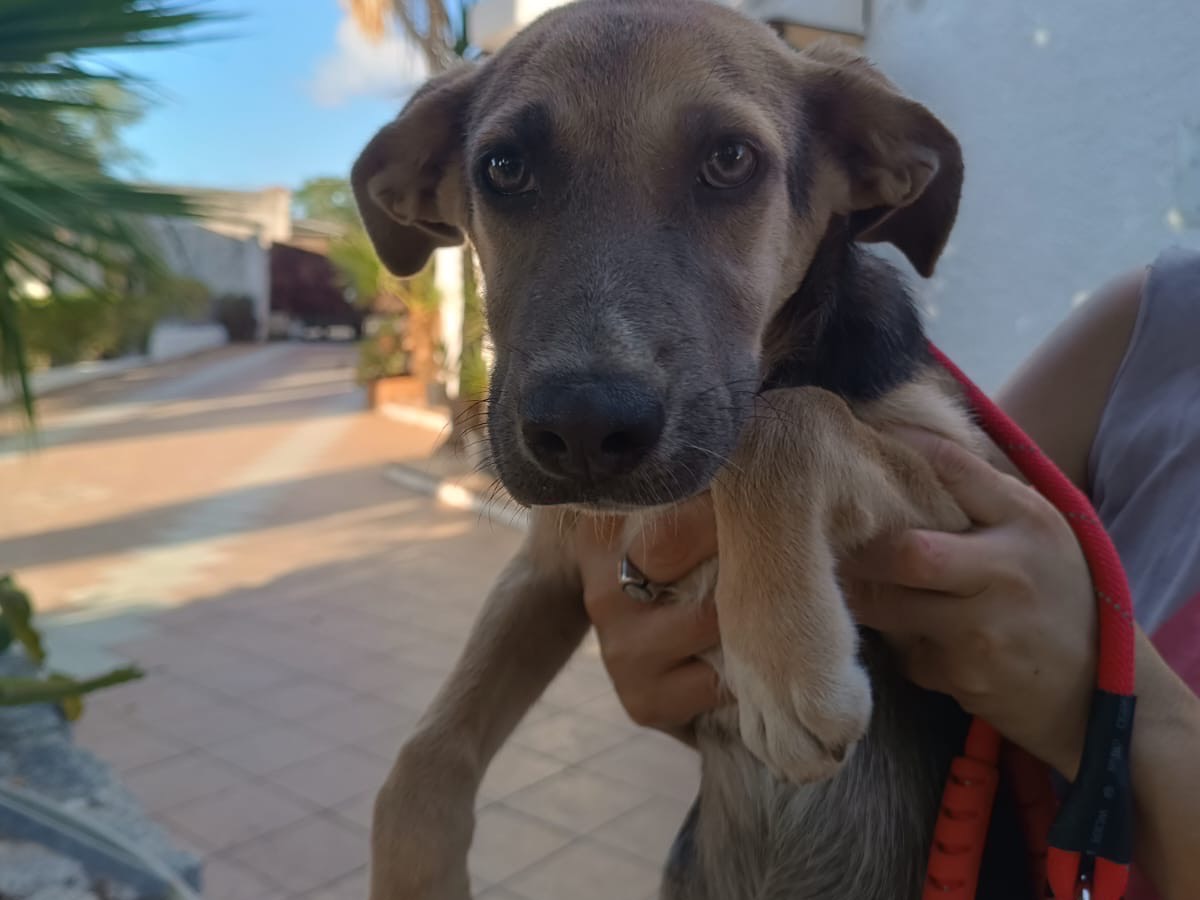Adotta un cane, femmina, 4 mesi, Vibo