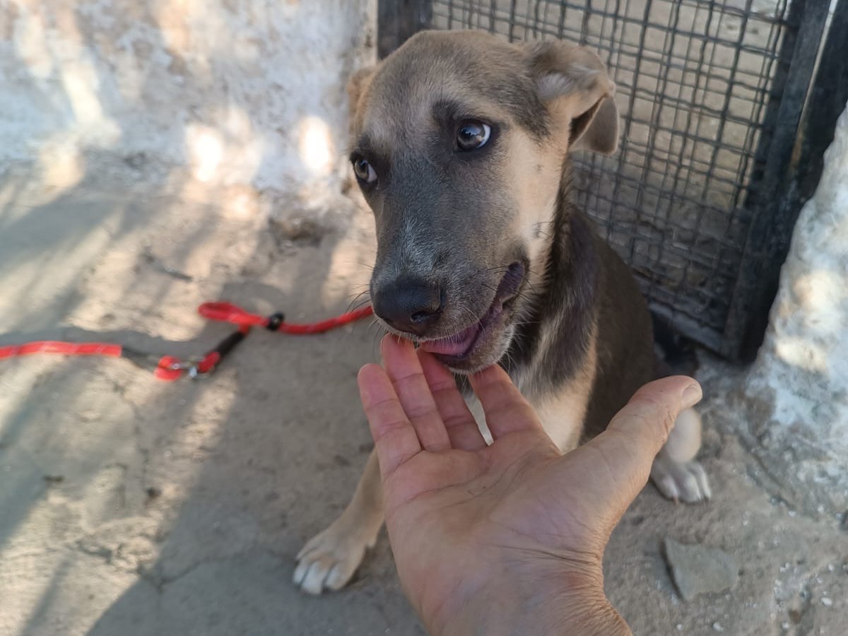 Adotta un cane, taglia media, femmina, Vibo