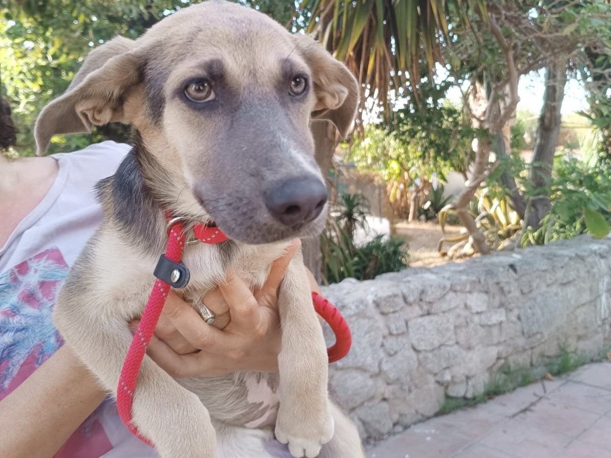 Vuoi adottare un cane a Vibo?