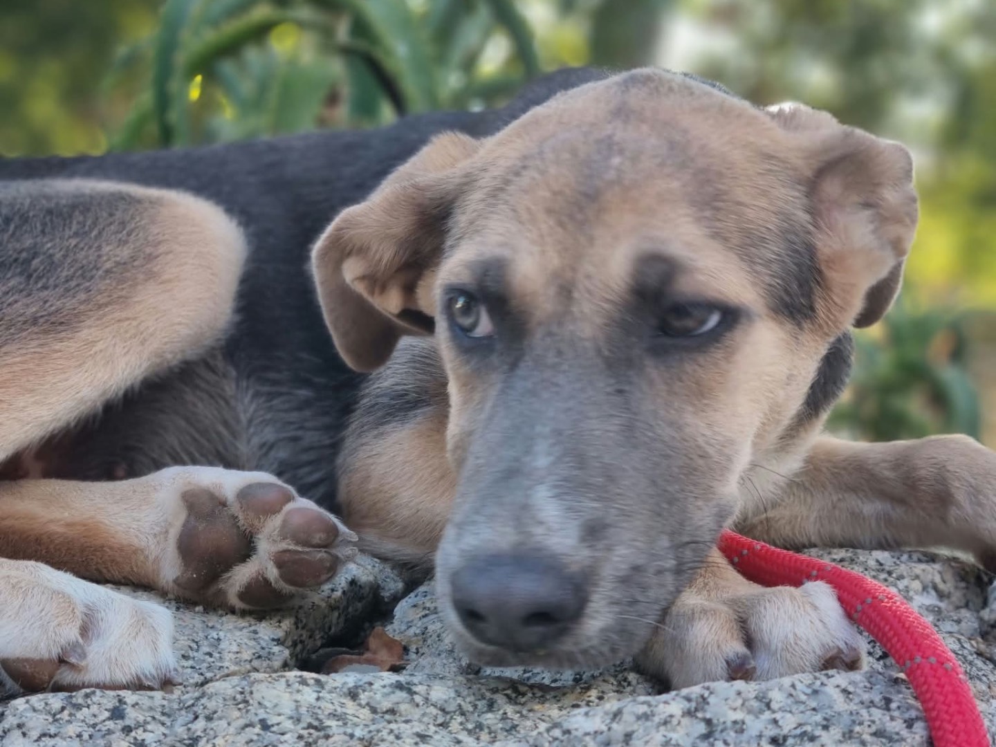 Adotta il cane Giada a Vibo
