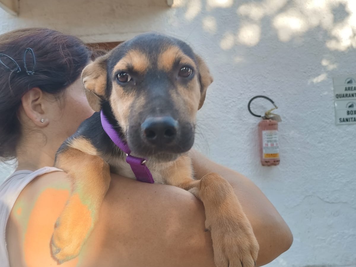 Adozione cane, femmina, Razza sconosciuta Razza sconosciuta, 4 mesi, taglia media, Vibo