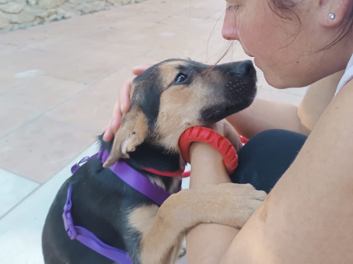 Adotta un cane, femmina, 4 mesi, Vibo