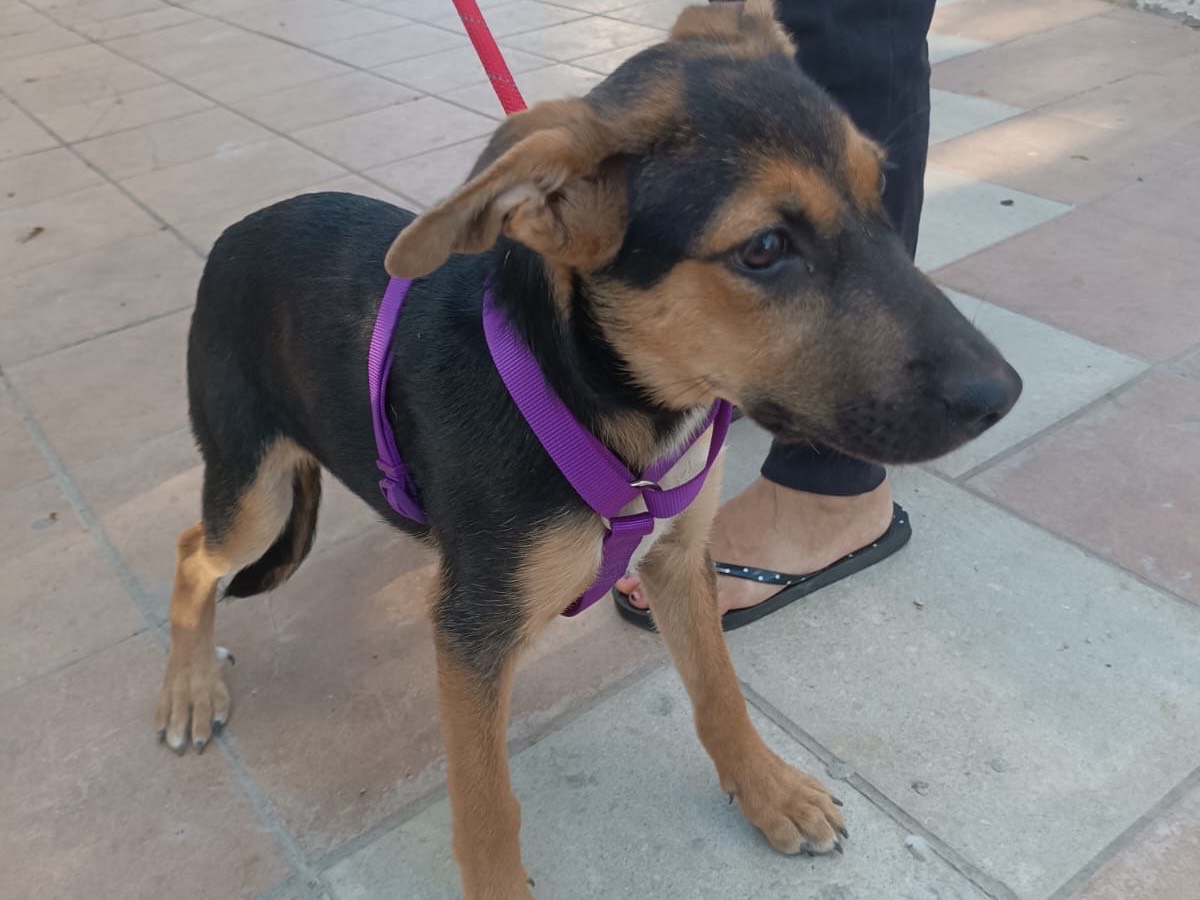 Adotta un cane, taglia media, femmina, Vibo