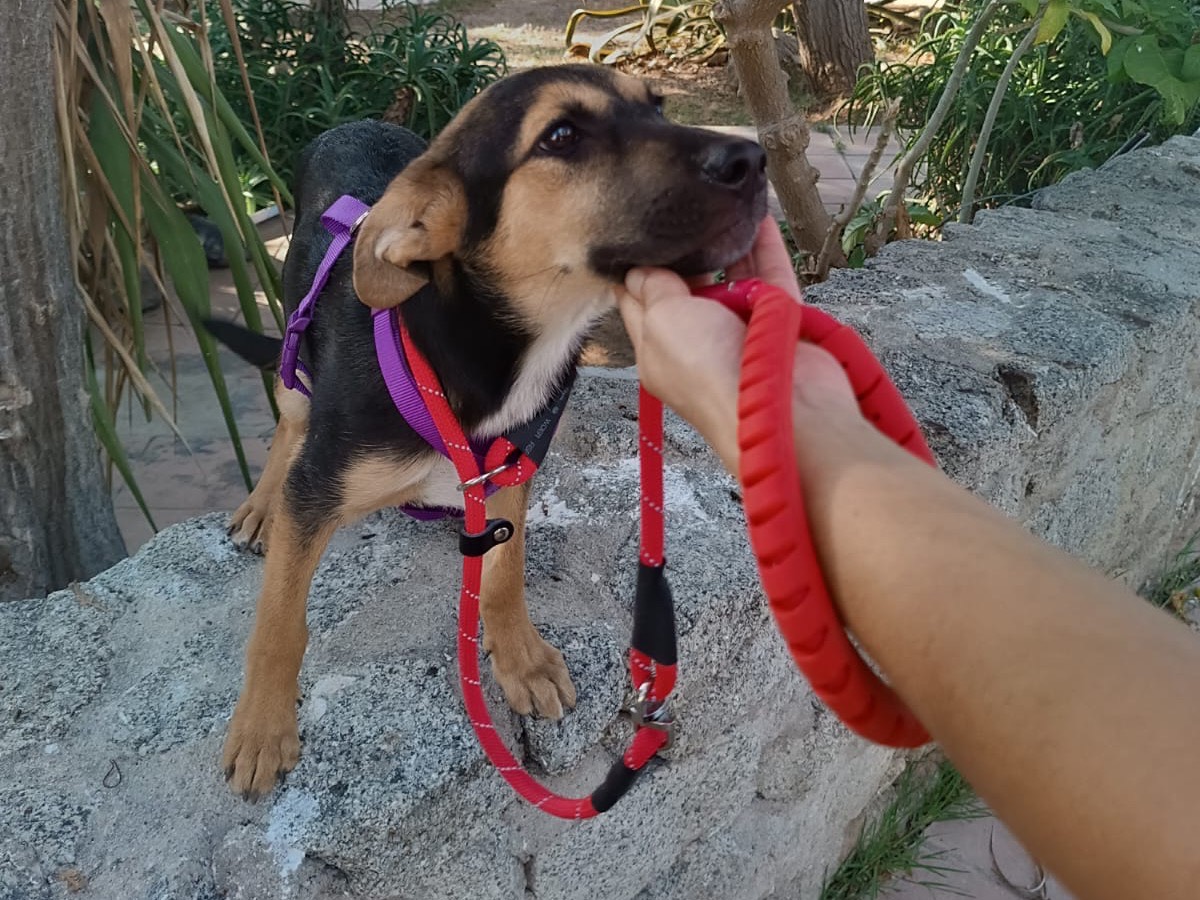 Vuoi adottare un cane a Vibo?