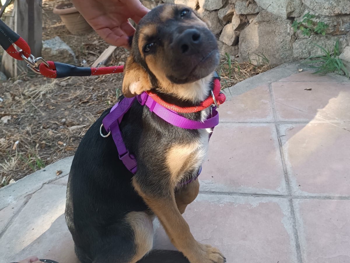 Adotta il cane GREY a Vibo