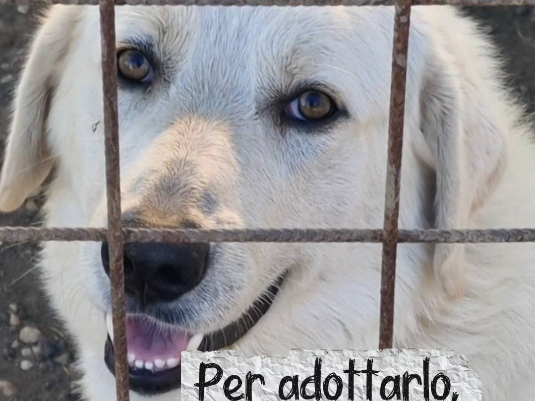 Foto 1 dell'animale