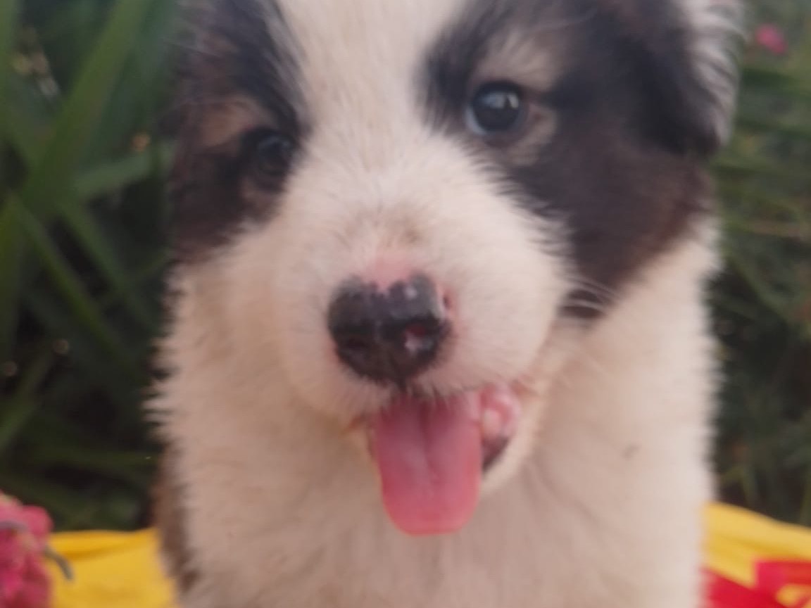 Adozione cane, maschio, Razza sconosciuta Razza sconosciuta, 2 mesi, taglia media, Avellino