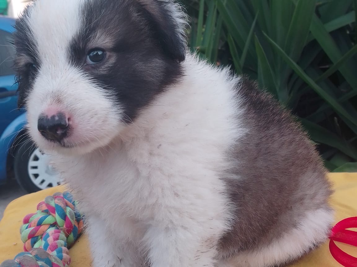 Adotta un cane, maschio, 2 mesi, Avellino