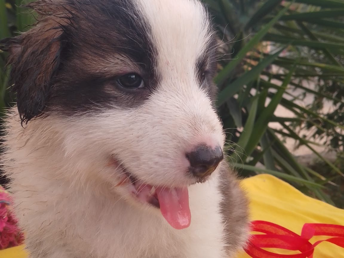 Adotta un cane, taglia media, maschio, Avellino