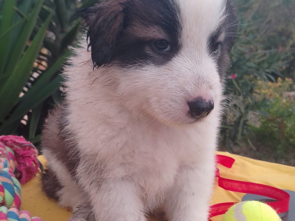 Vuoi adottare un cane a Avellino?
